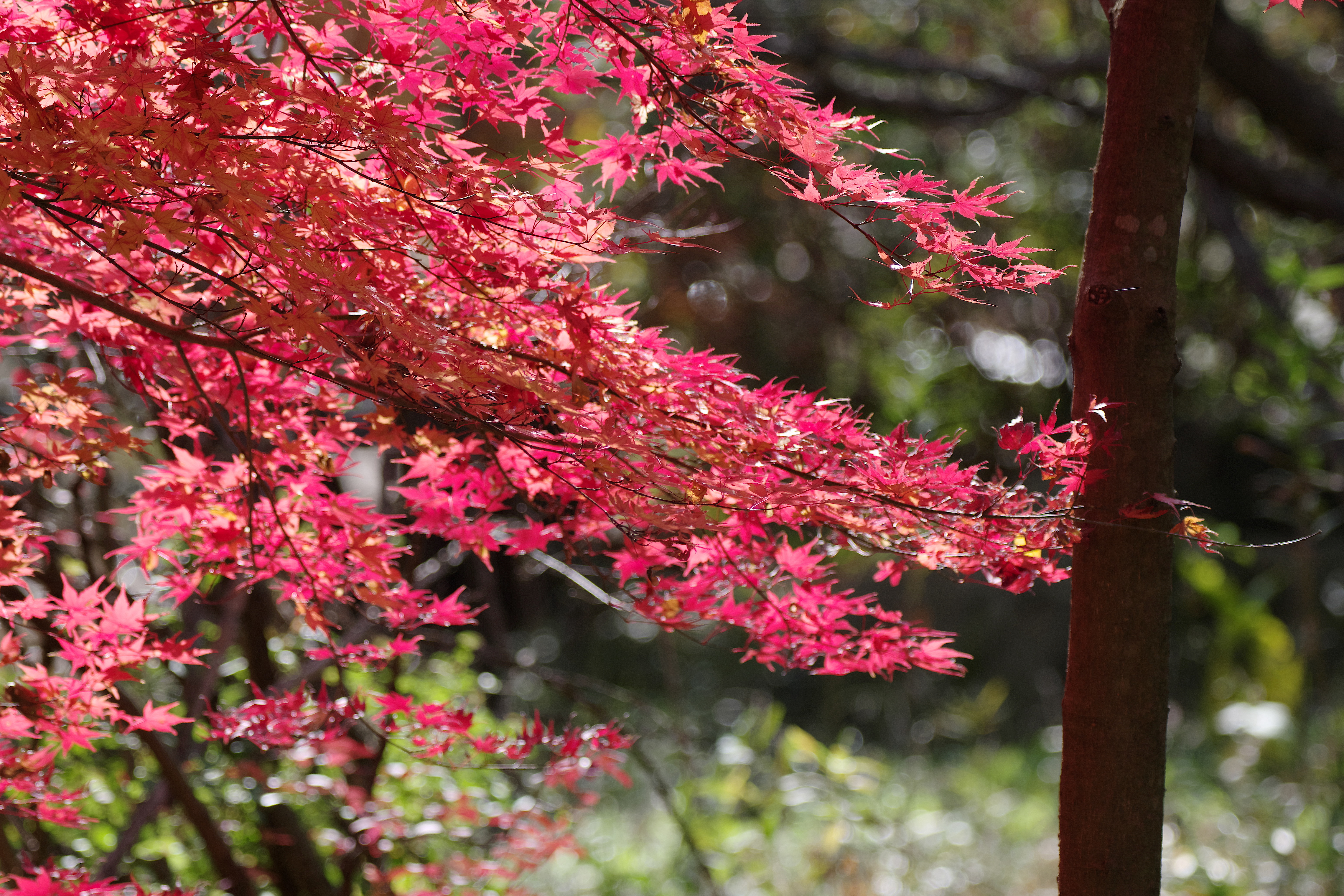 紅葉2.jpg