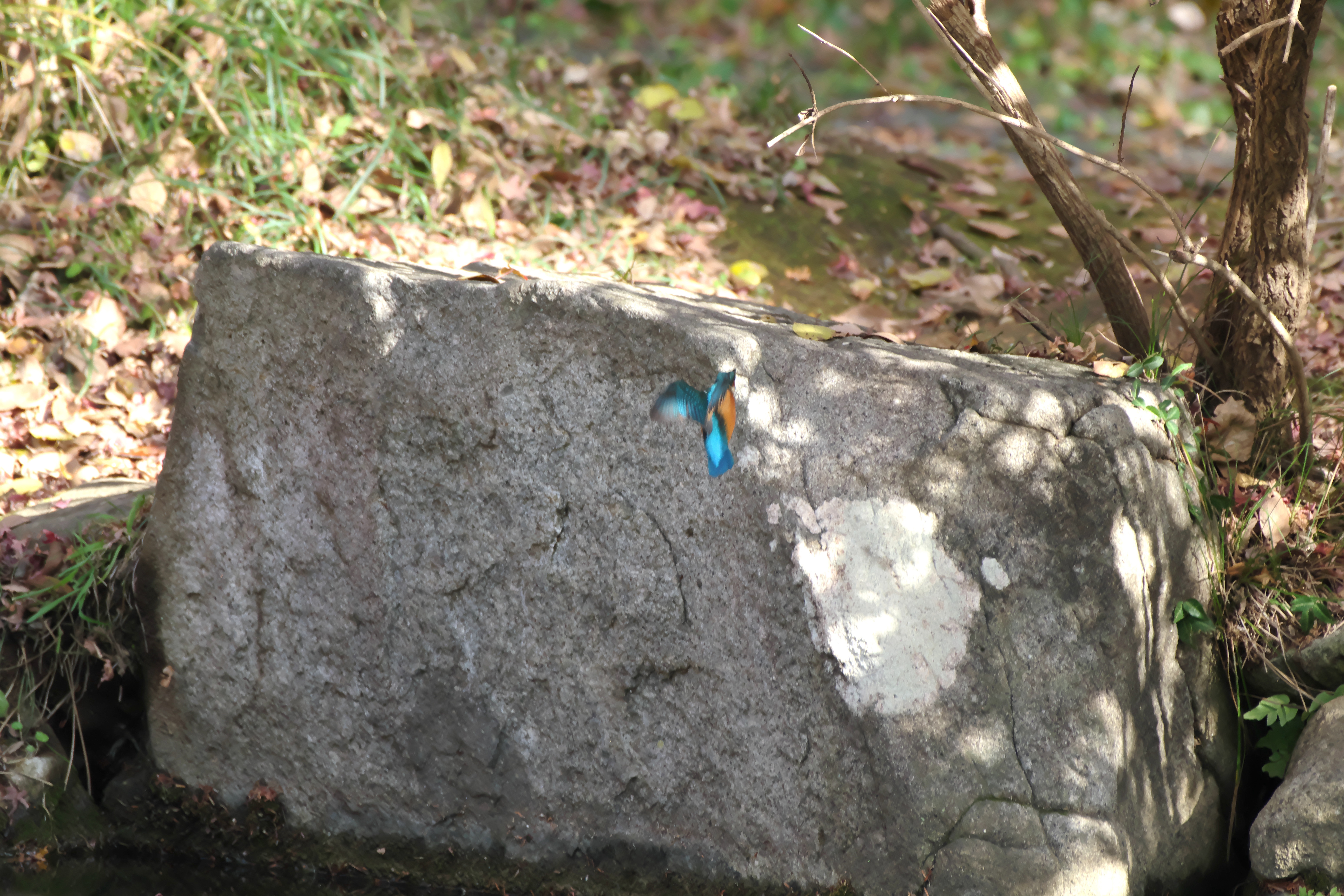 カワセミ飛ぶ1.jpg