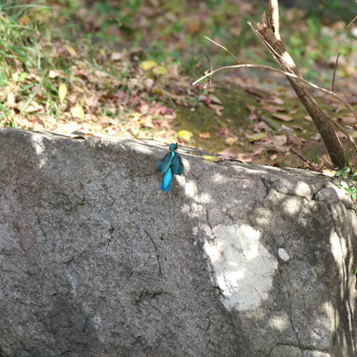 カワセミ飛ぶ2.jpg