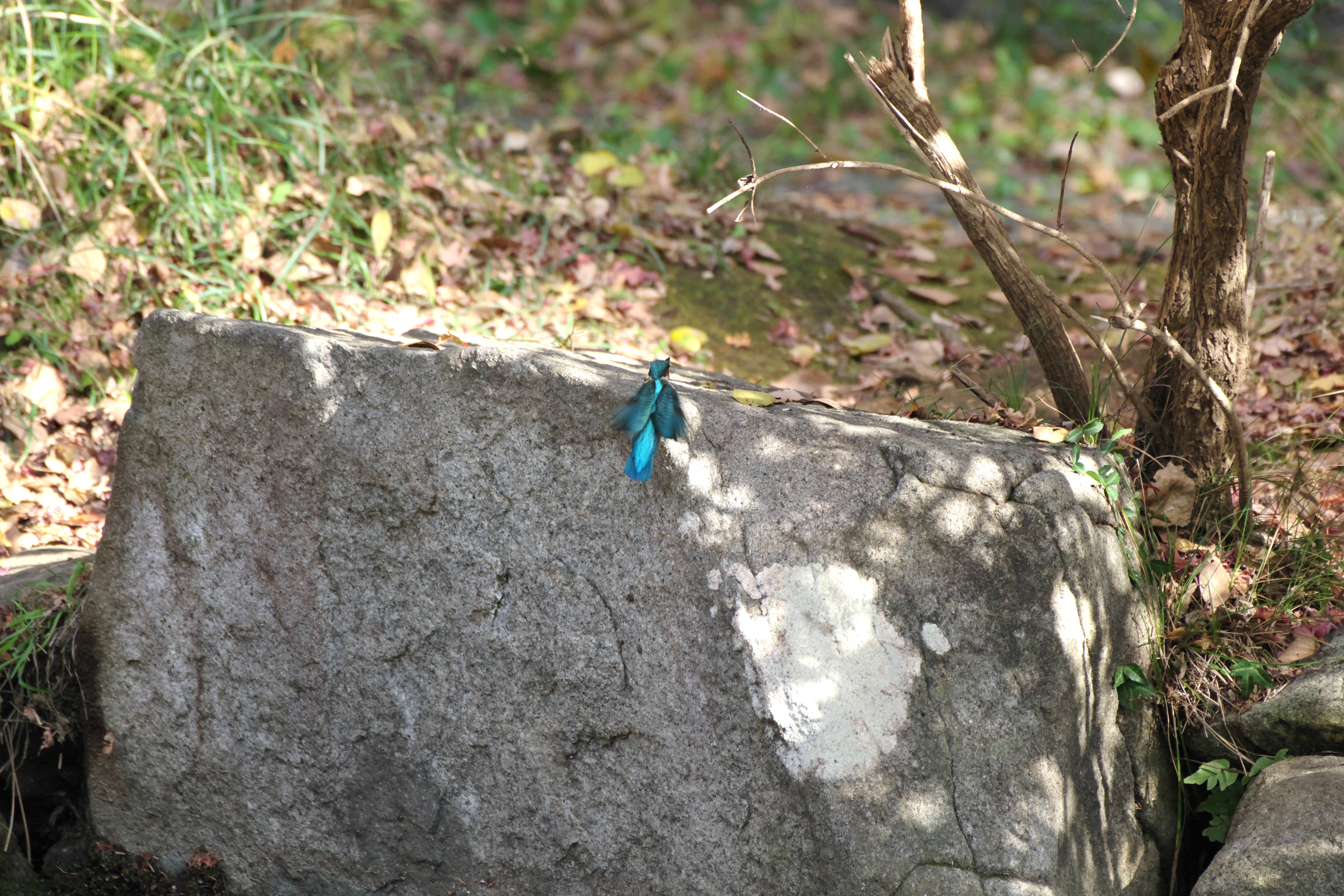 カワセミ飛ぶ2.jpg
