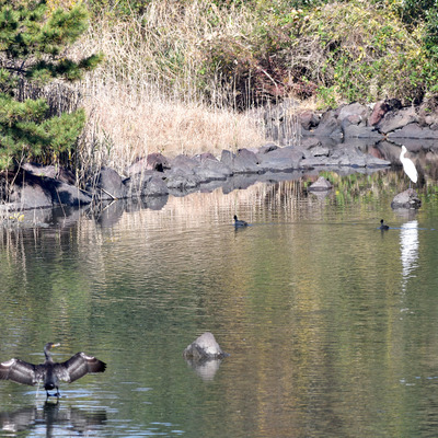カワウオオバンダイサギ.JPG