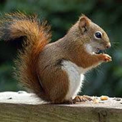 250px-AmericanRedSquirrel.jpg