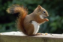 250px-AmericanRedSquirrel.jpg