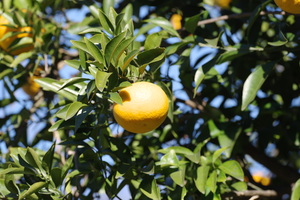 柑橘系.jpg