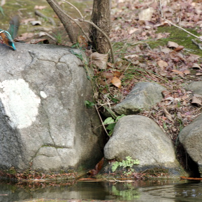カワセミ飛ぶ3.jpg