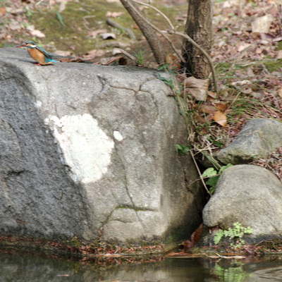 カワセミ飛ぶ4.jpg