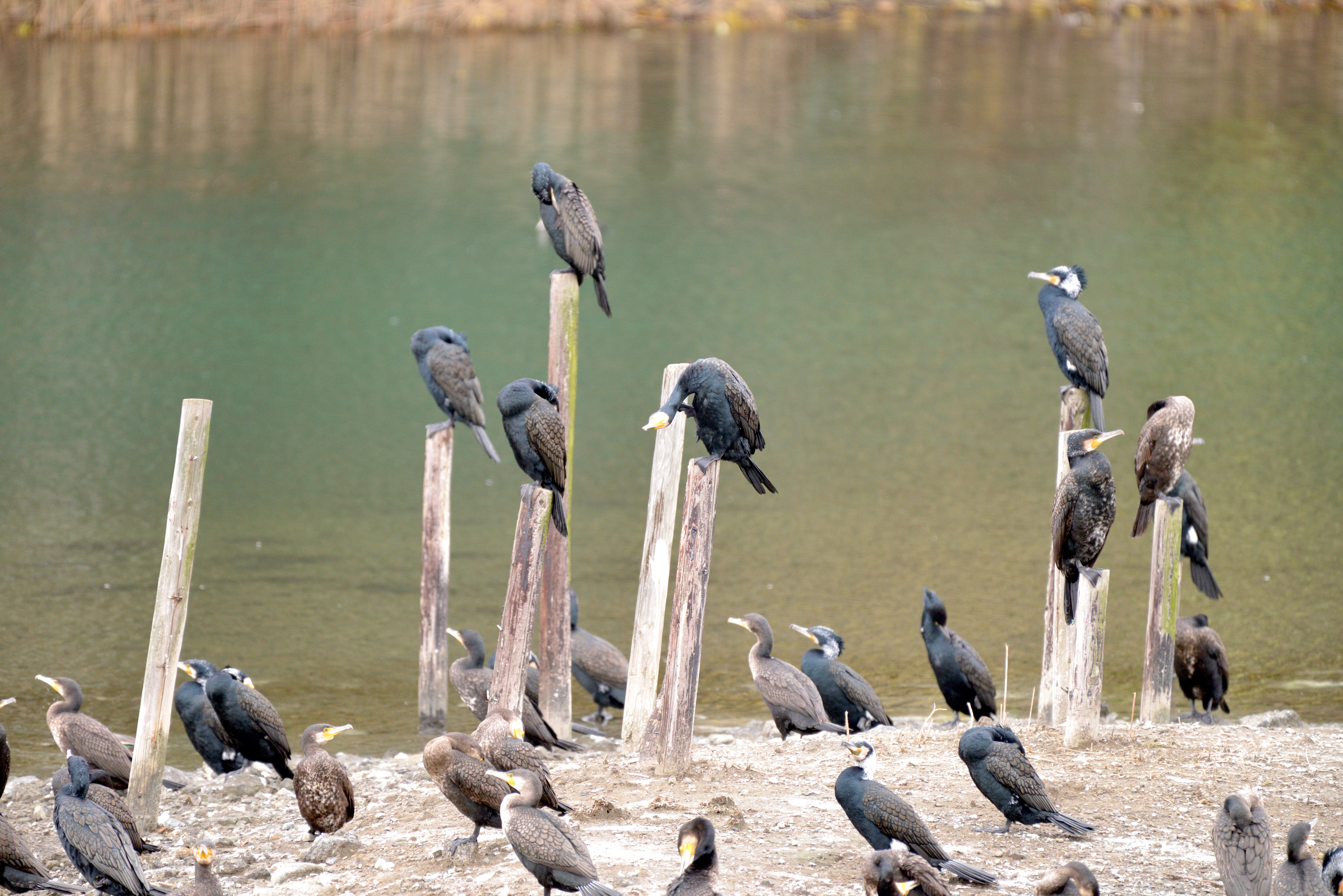 カワウバウアー.JPG
