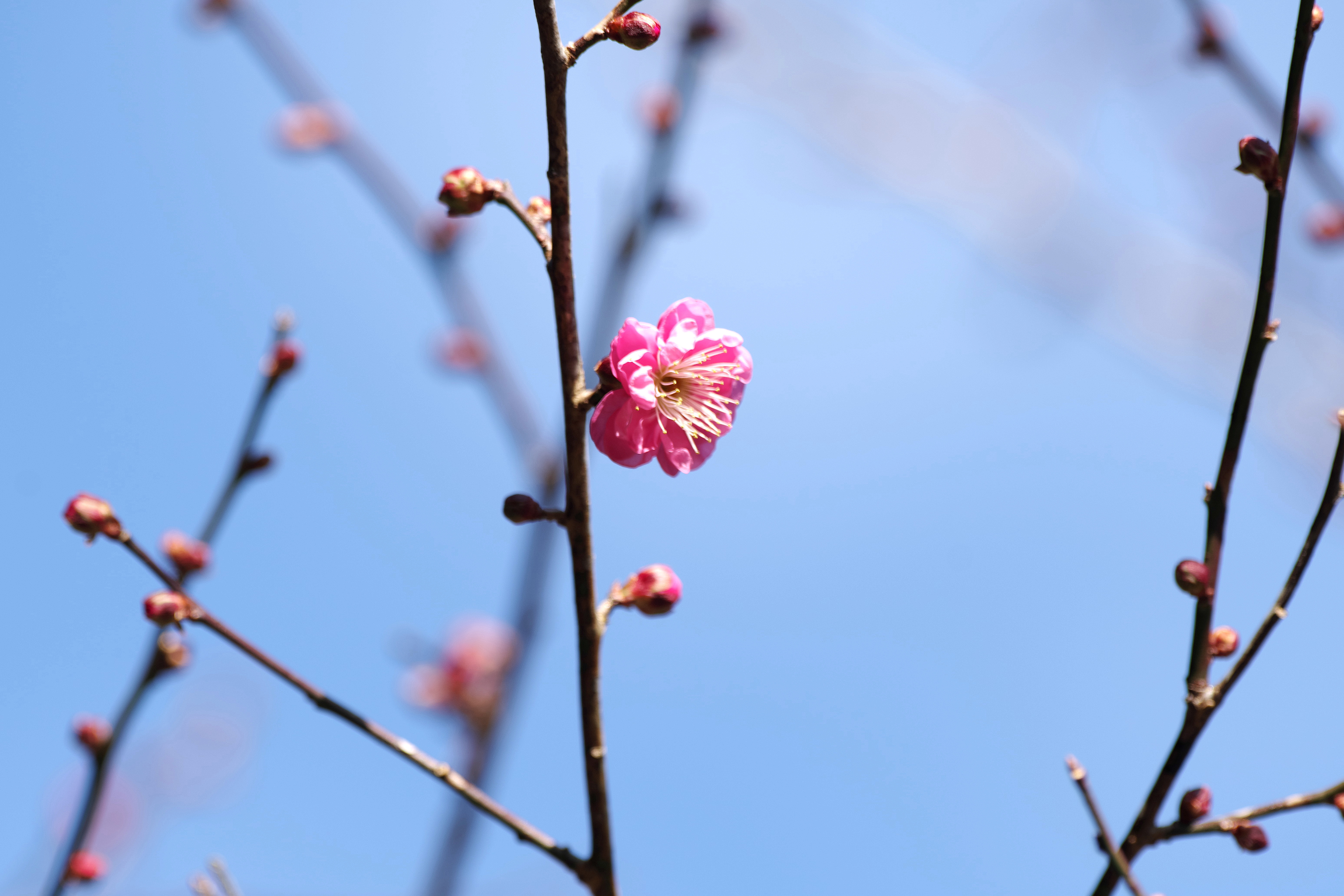 八重唐梅2.jpg