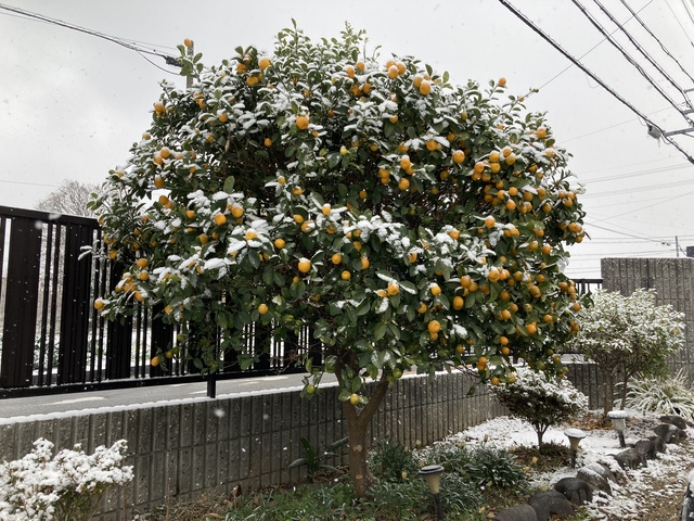 庭の金柑.jpg