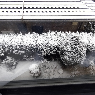 庭の雪.jpg