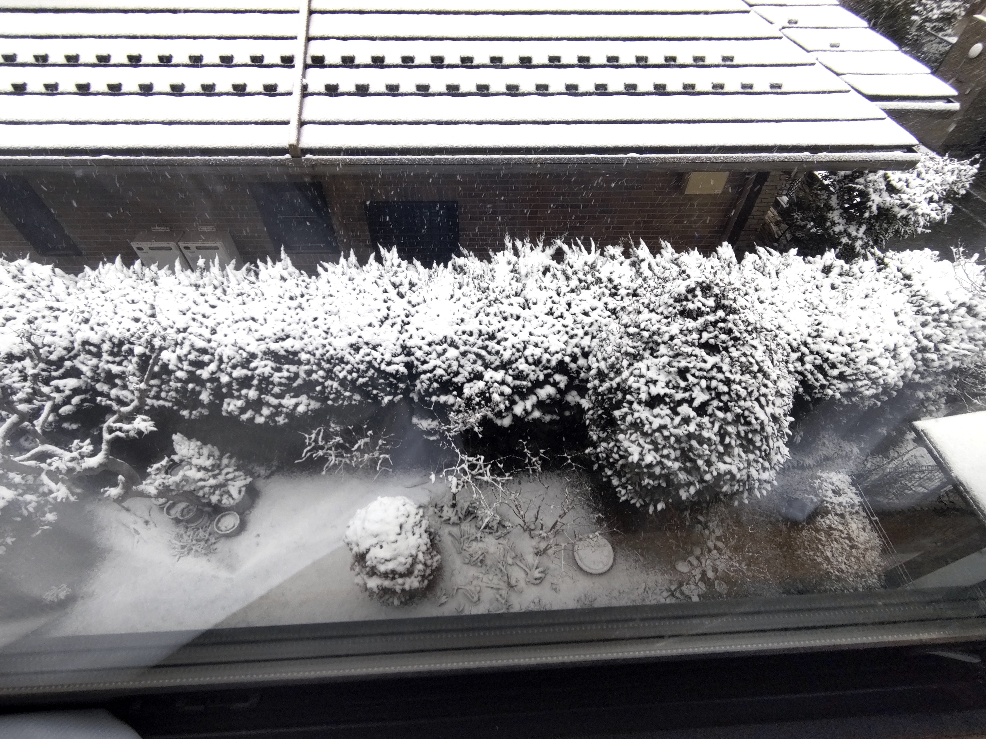 庭の雪.jpg