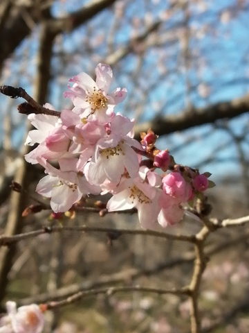 7桜（十月桜）.jpg