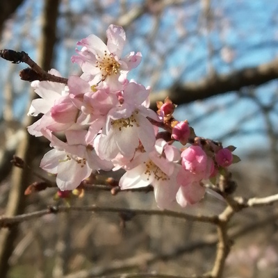 7桜（十月桜）.jpg