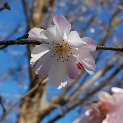 8桜（十月桜）.jpg