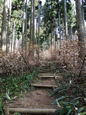 ayabe1.jpg