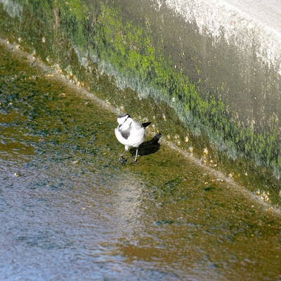 ハクセキレイ.jpg