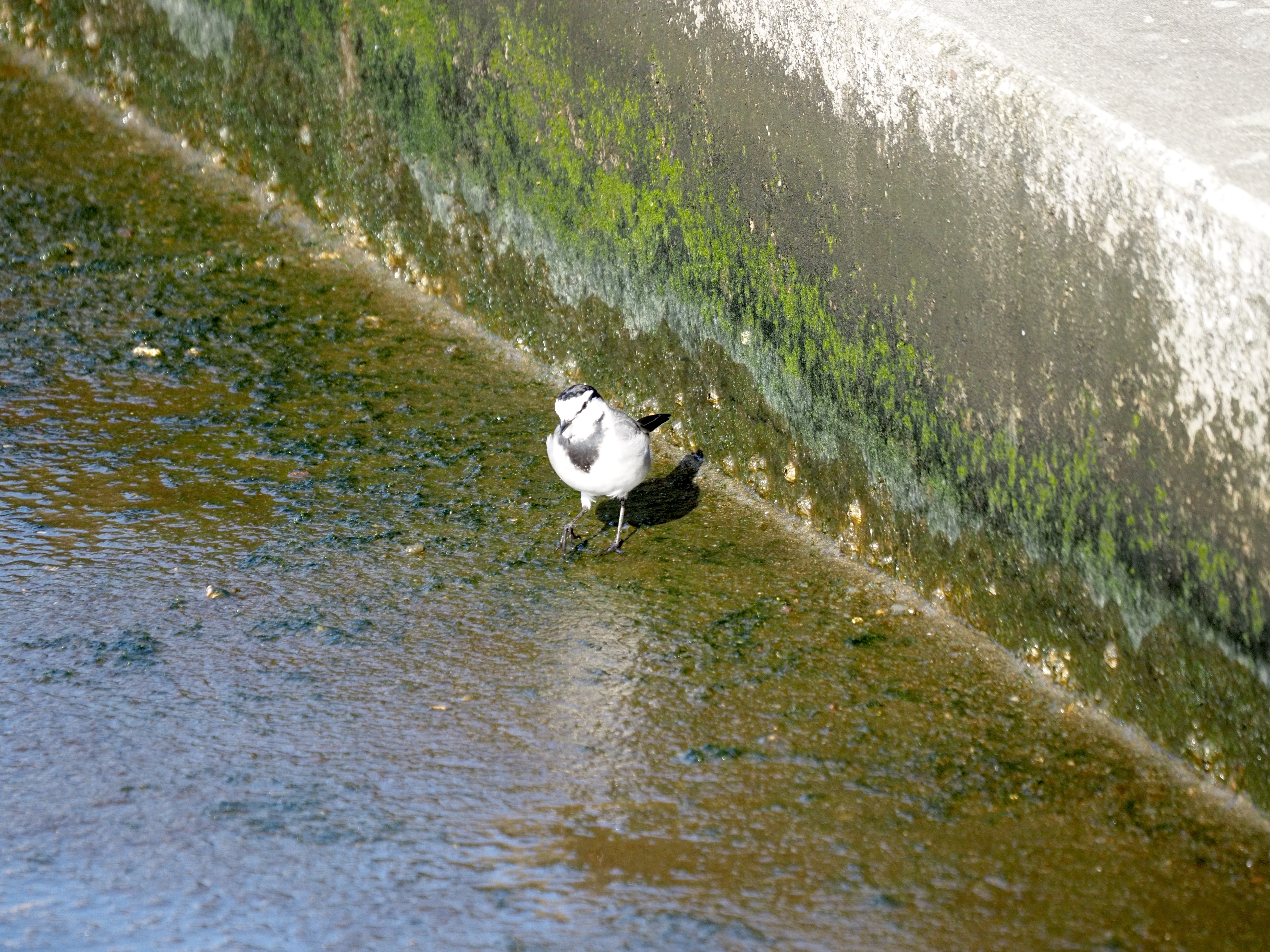 ハクセキレイ.jpg