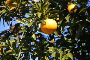 柑橘系.JPG