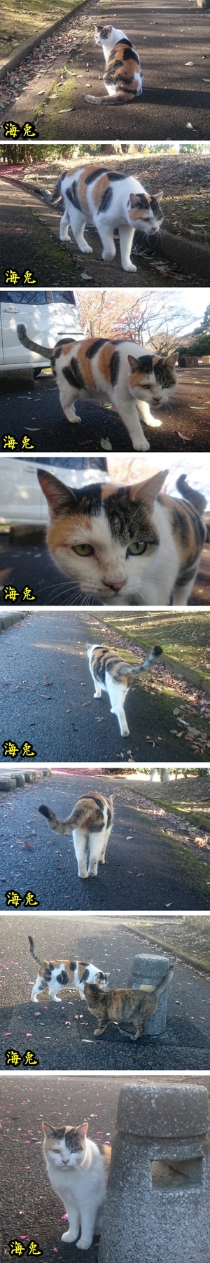 ねこ組み写真.jpg