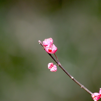 マユミの花_(2).jpg