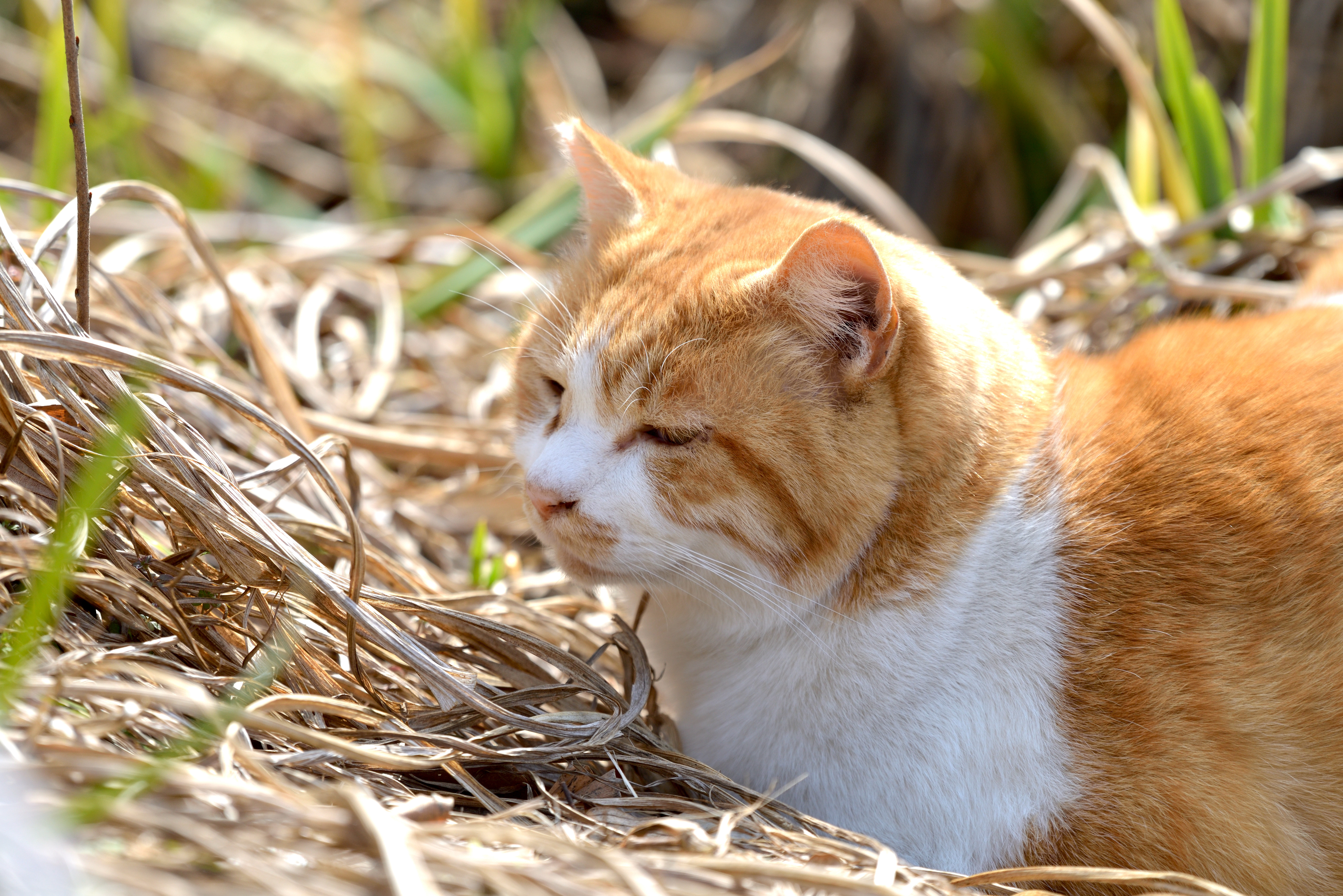 ねこ_02.JPG
