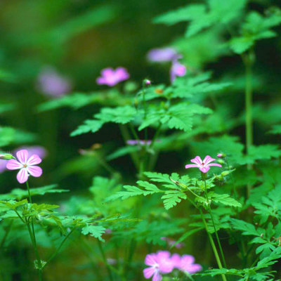 Forest_Flowers.jpg