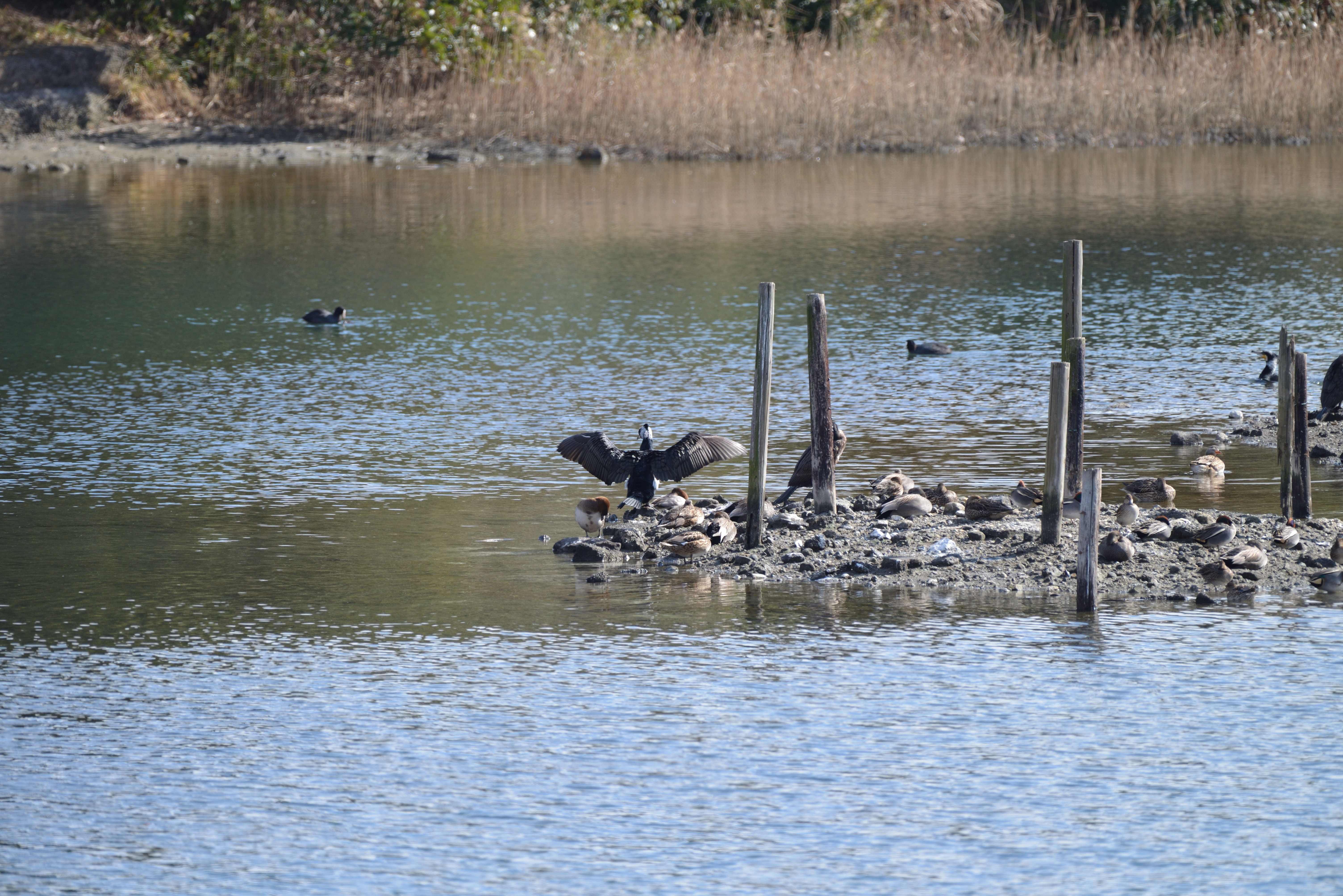 カワウ_01.JPG