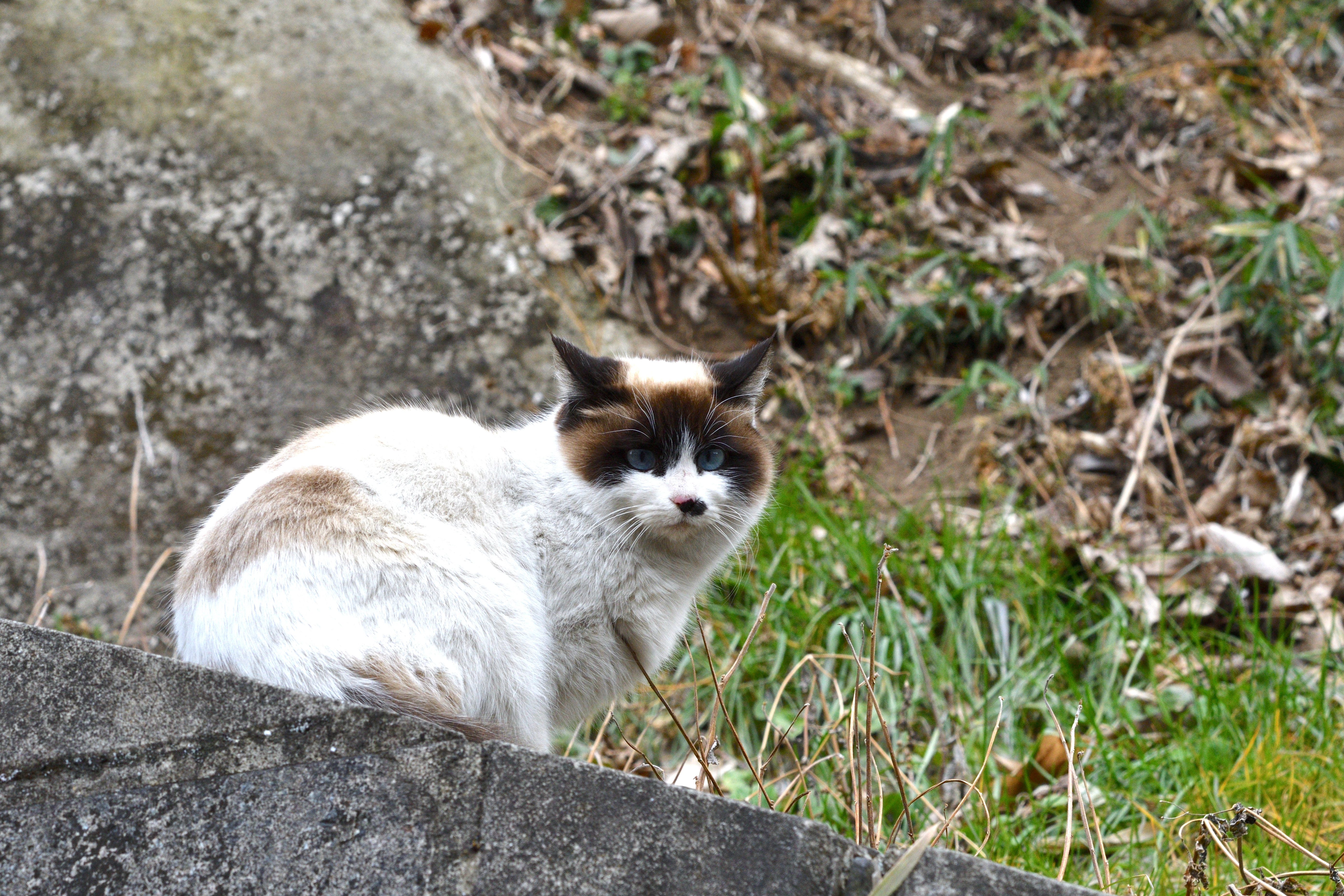ねこ.JPG