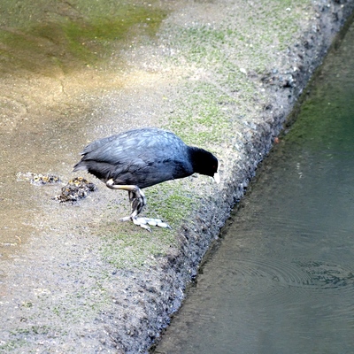 おおばん_(6).jpg