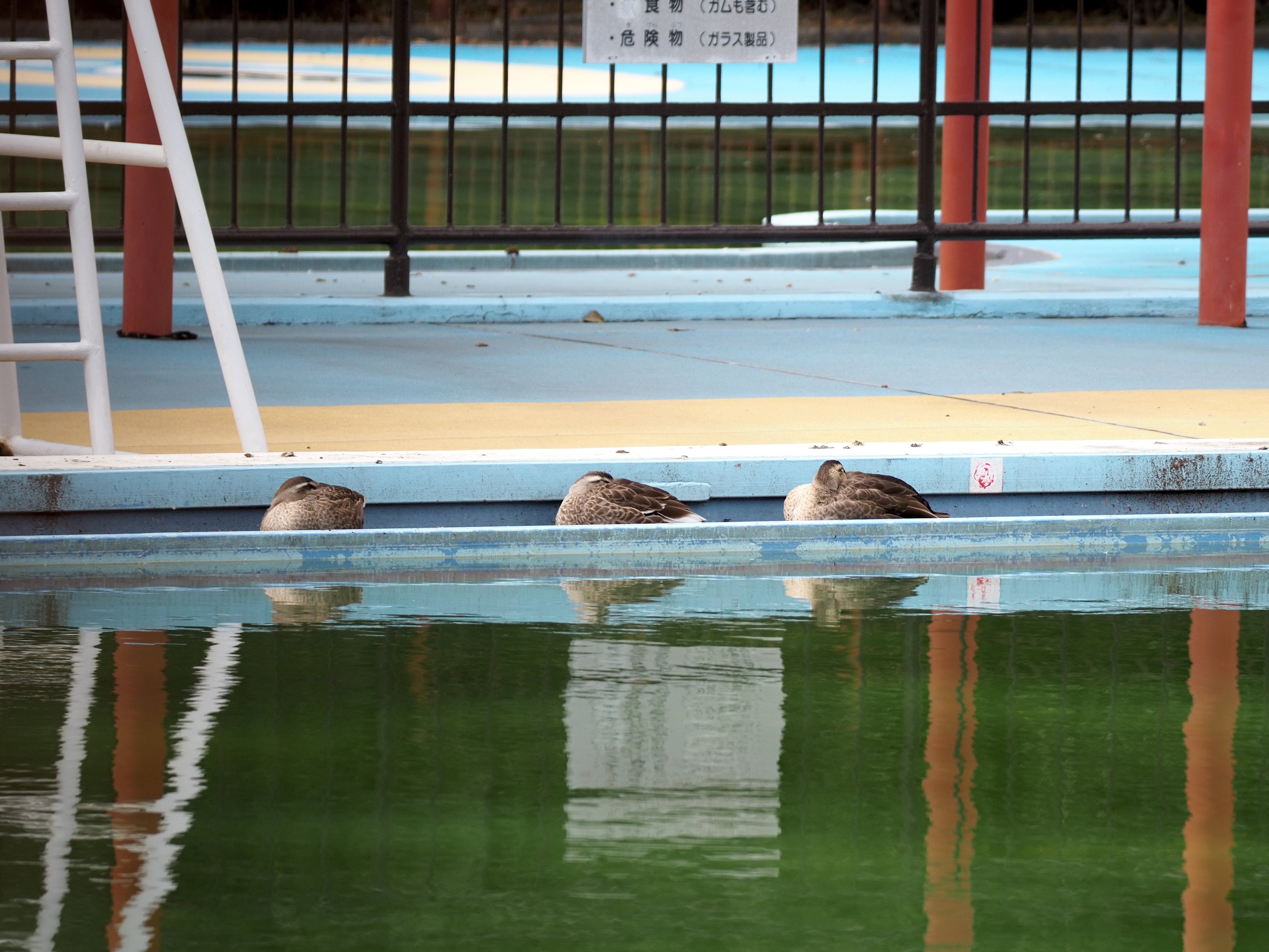 カルガモプール_(2).jpg