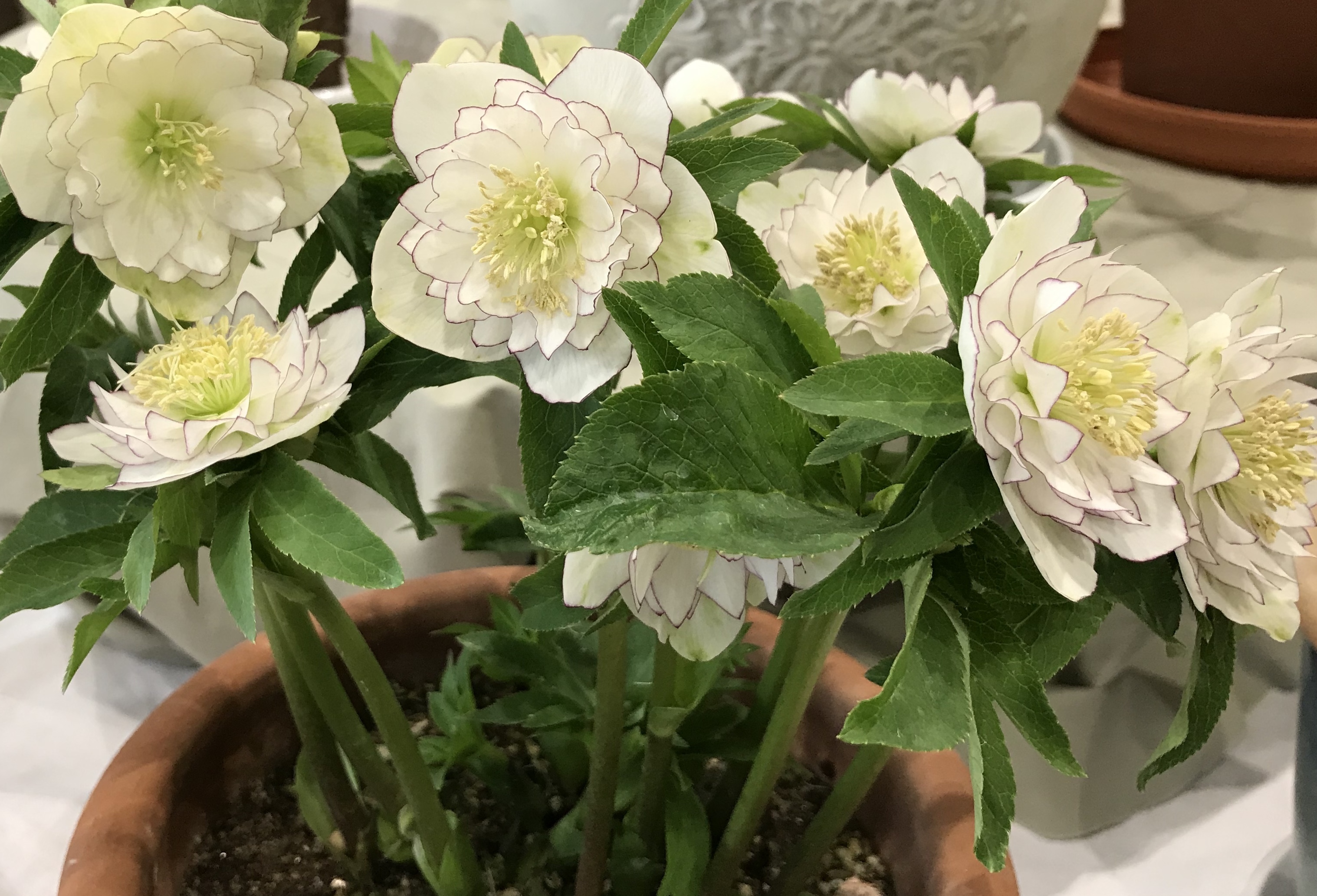 第4回！クリスマスローズの開花状況🌹 | 掲示板 | マイネ王