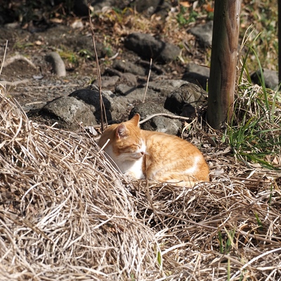 猫.jpg