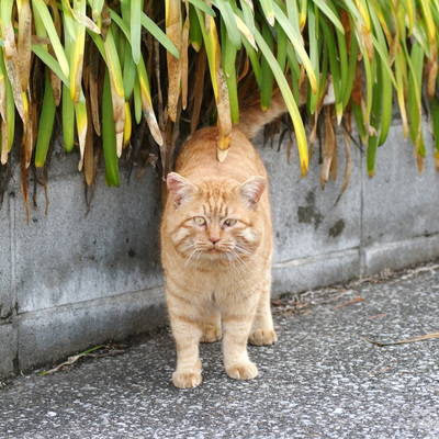 ねこ2.jpg