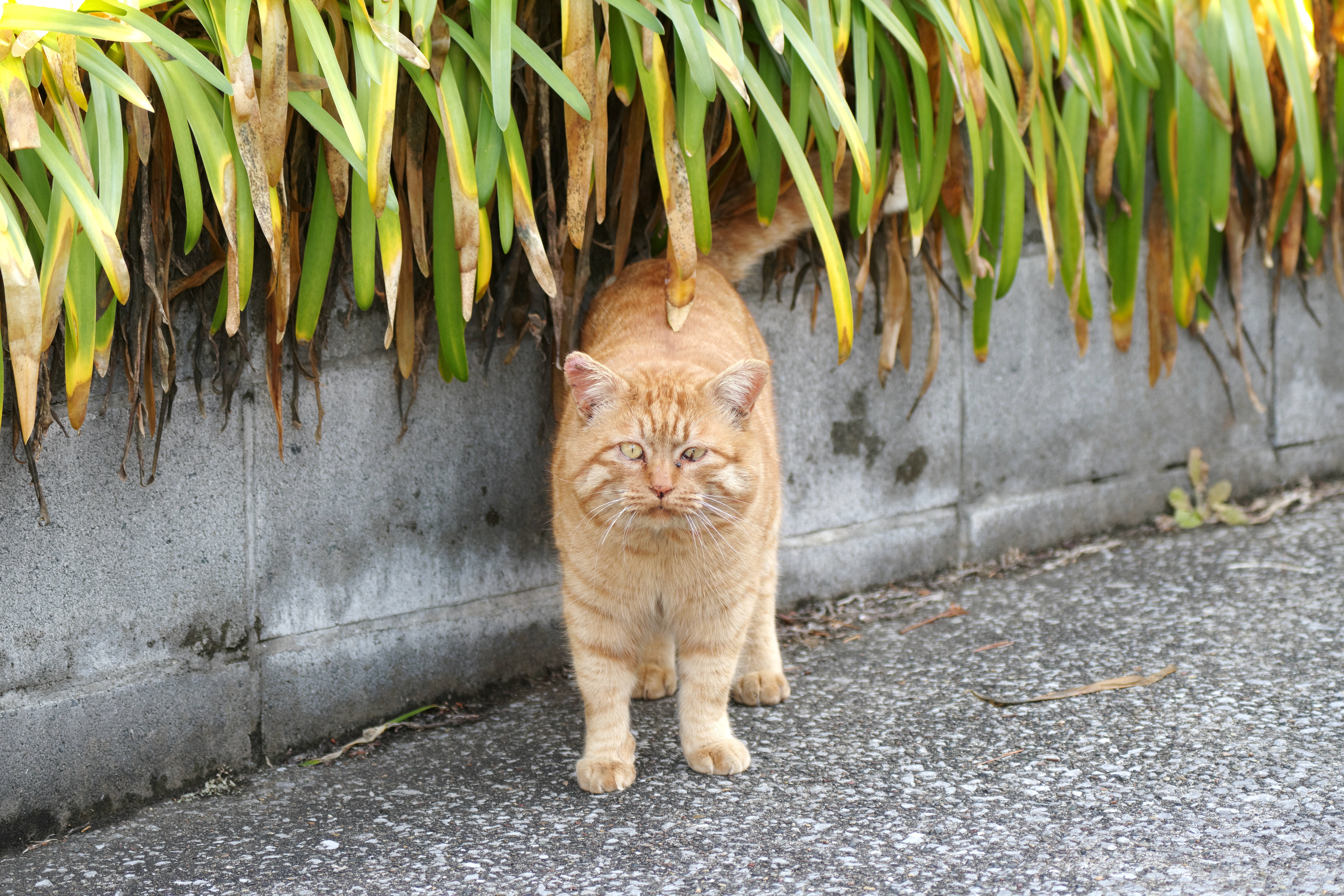 ねこ2.jpg
