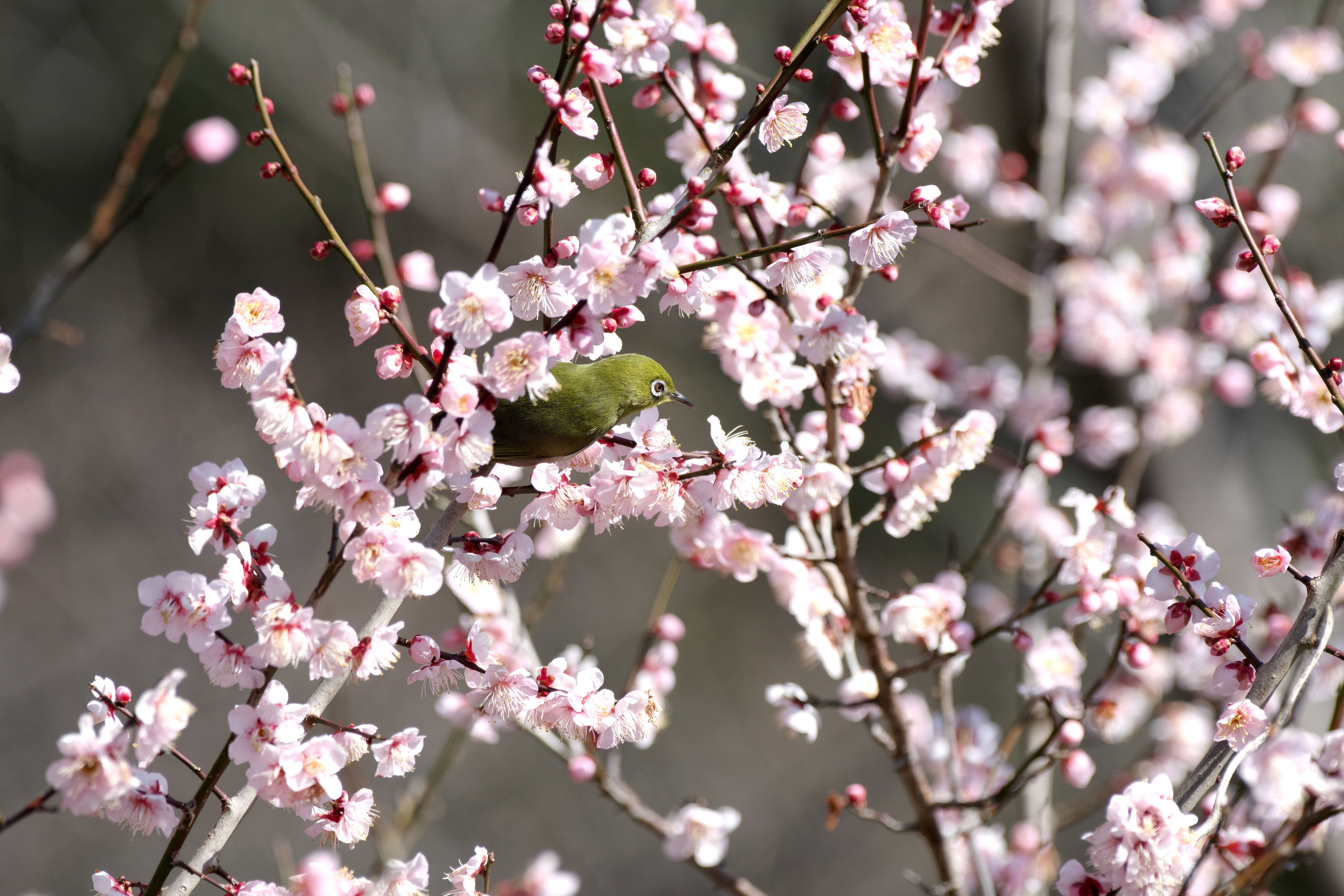 梅メジロ4.jpg