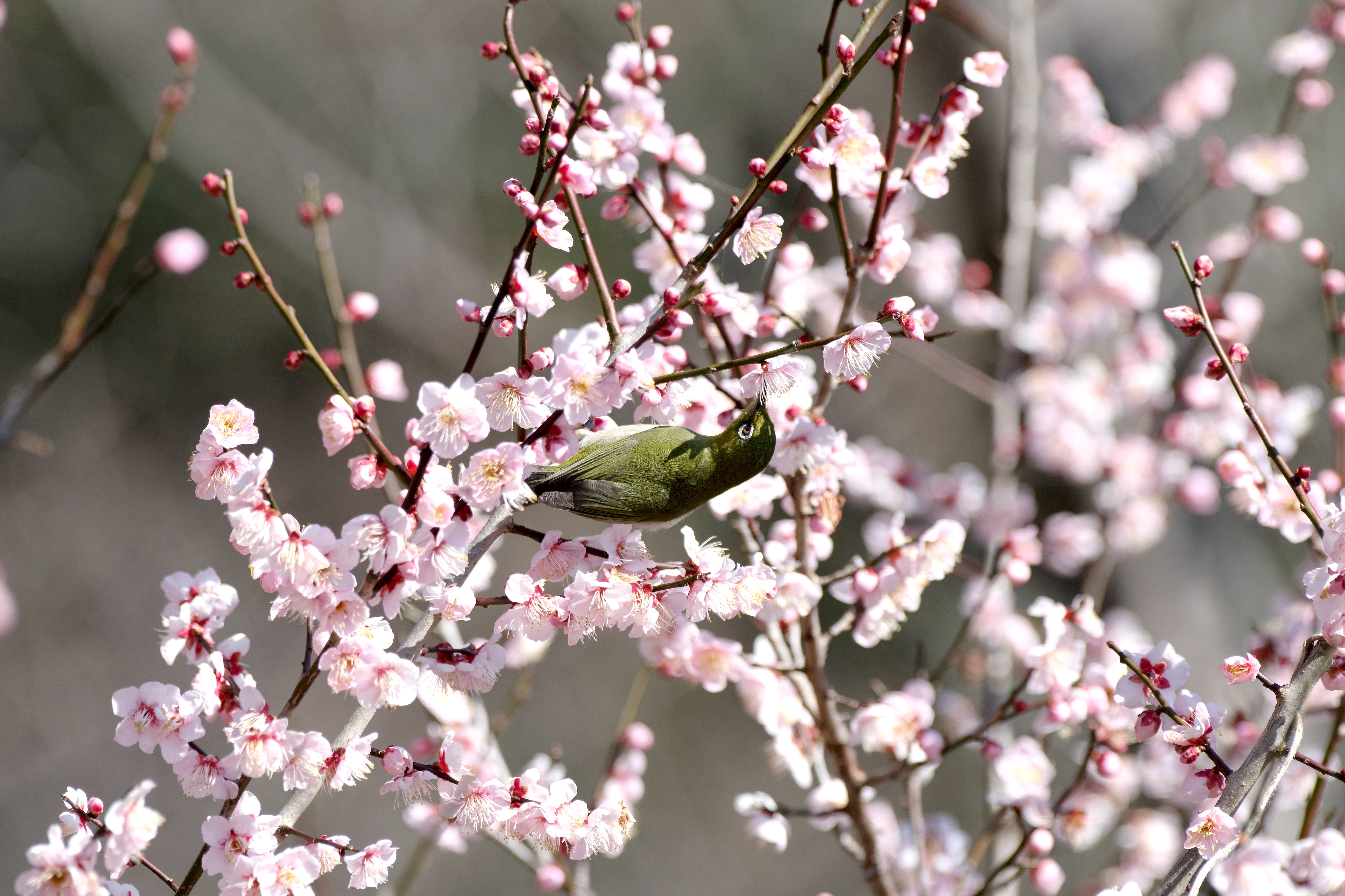 梅メジロ5.jpg