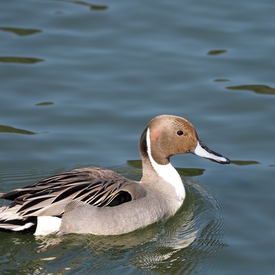 おなががも_(2).jpg