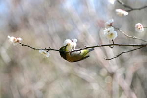 梅メジロ10.jpg