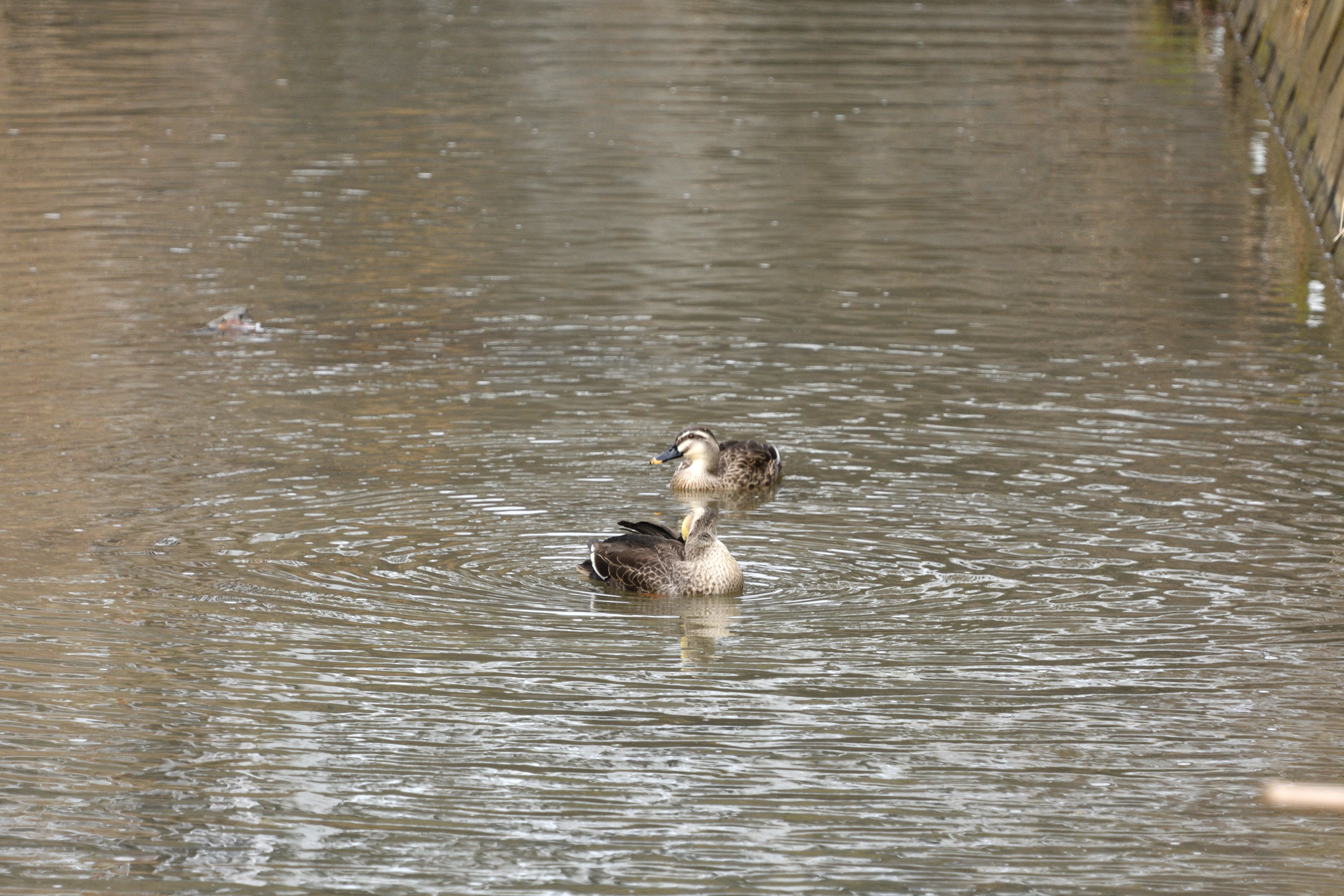 カルガモ近所_03.JPG