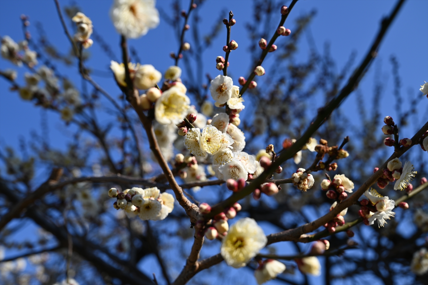 天満宮030.JPG