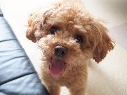toy_poodle_image_0_800.jpg