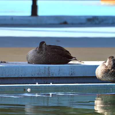 カルガモプール_04.JPG