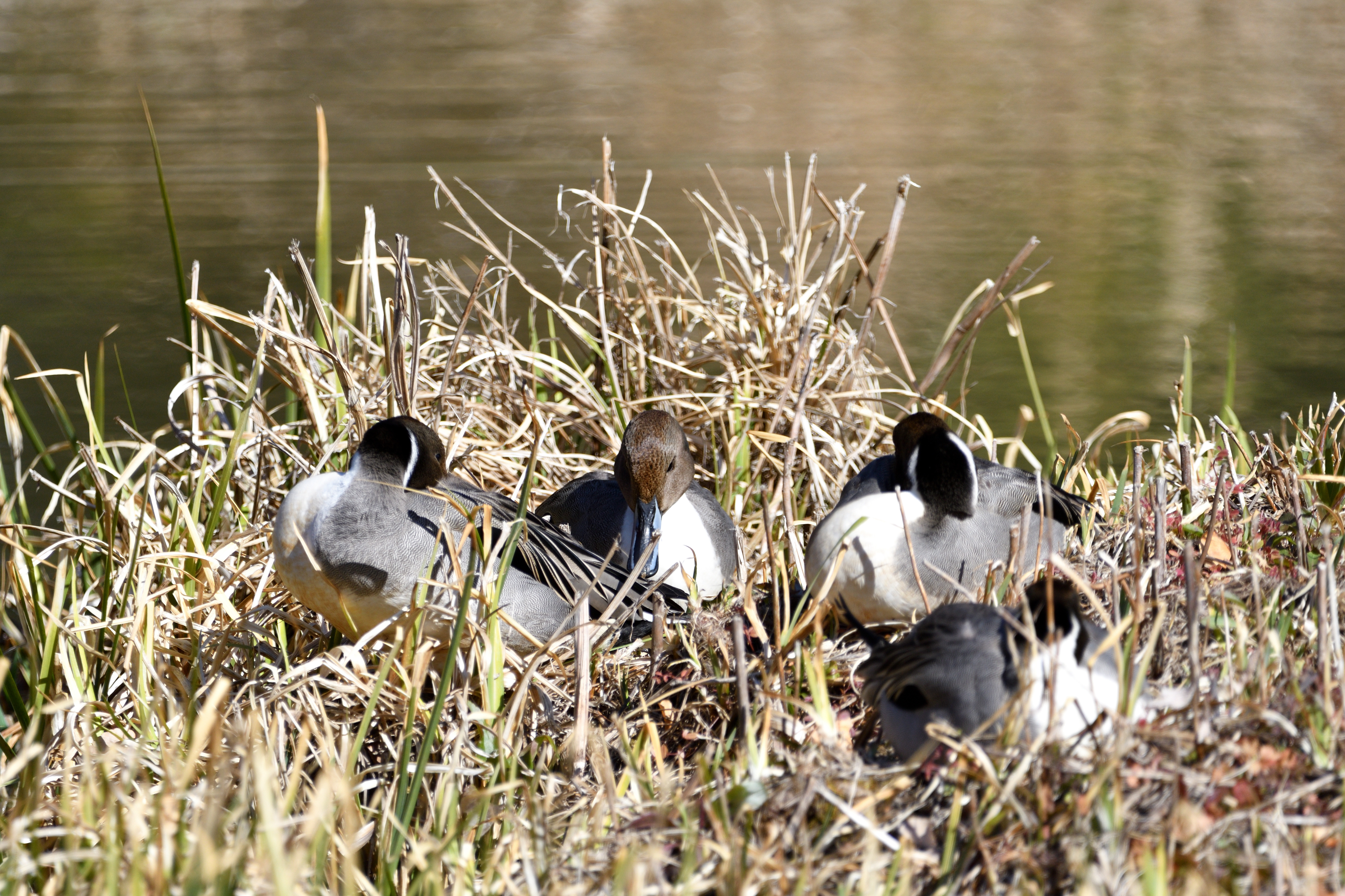 オナガガモ_05.JPG
