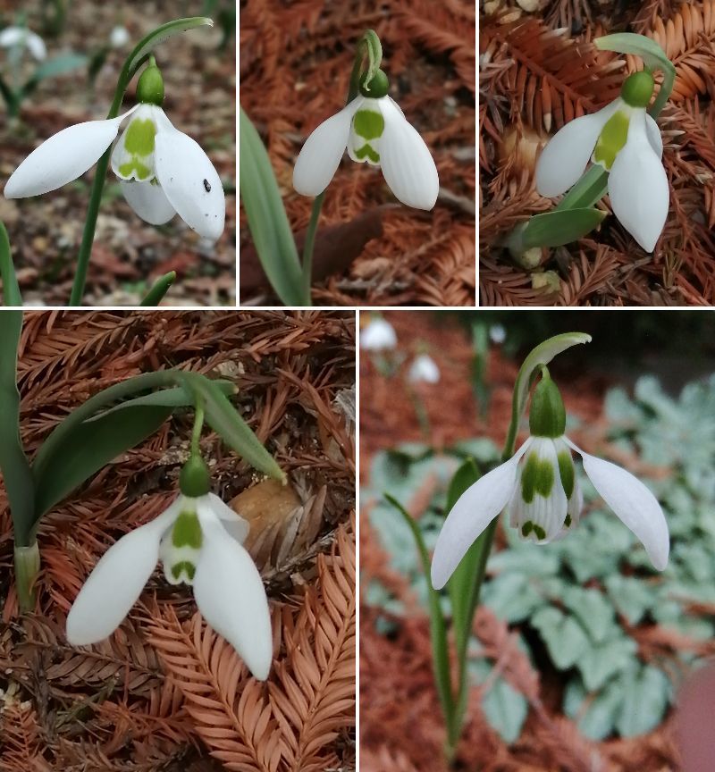 2スノードロップ.jpg