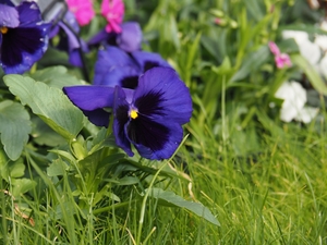 パンジー.JPG