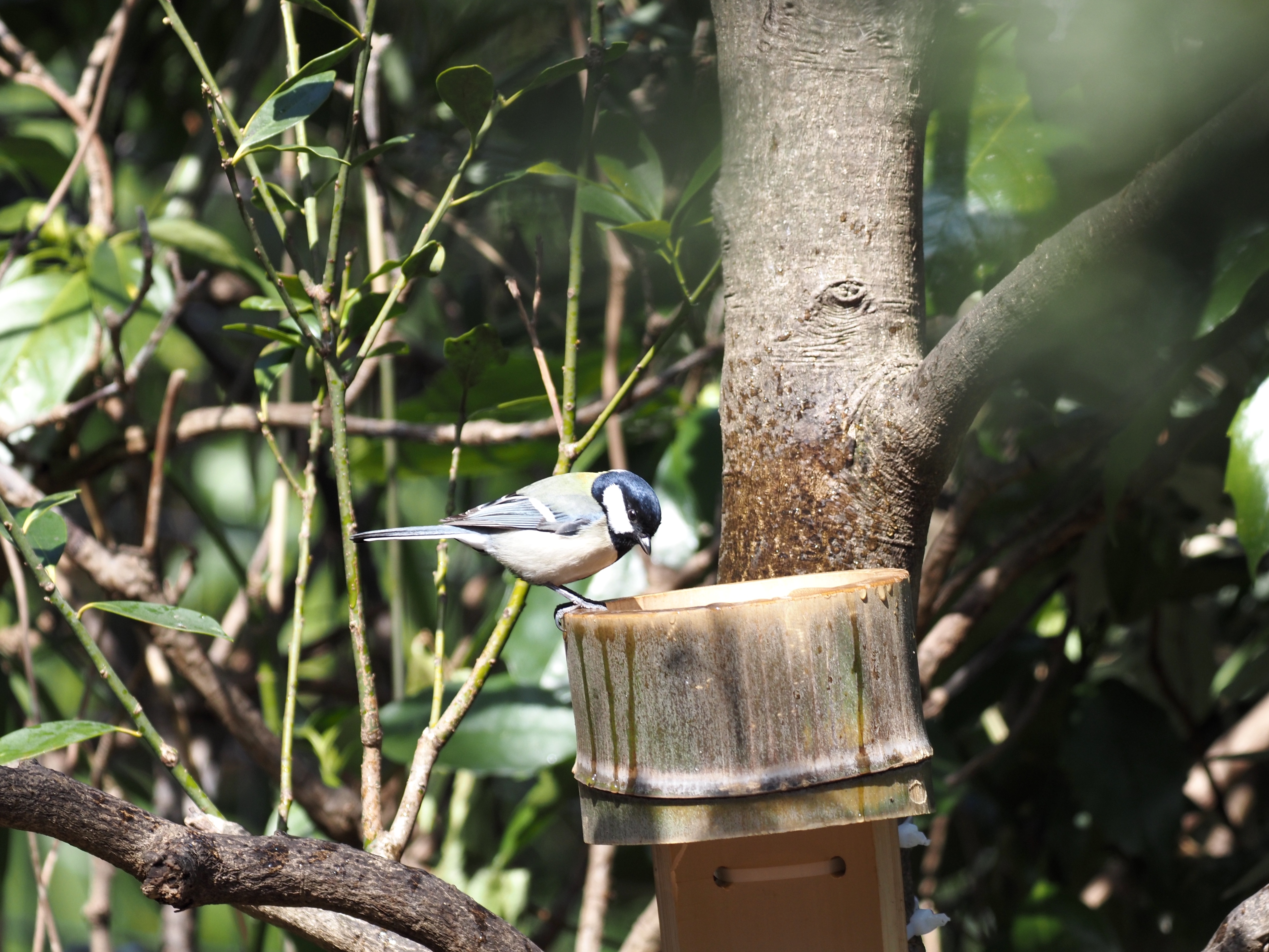 しじゅうから_(2).jpg