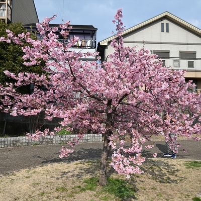 河津桜022.JPG