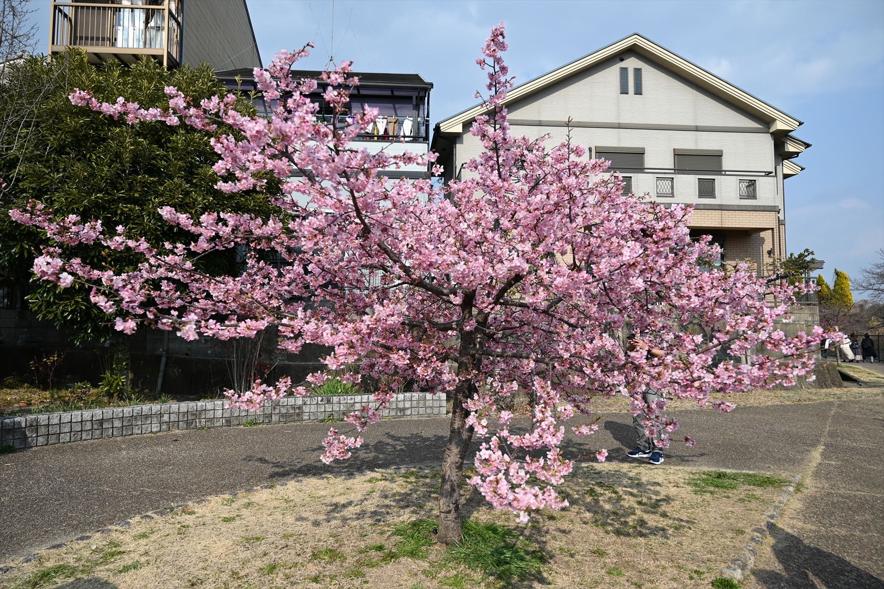 河津桜022.JPG