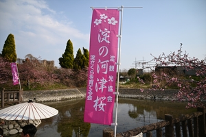 河津桜020.JPG