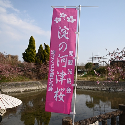 河津桜020.JPG